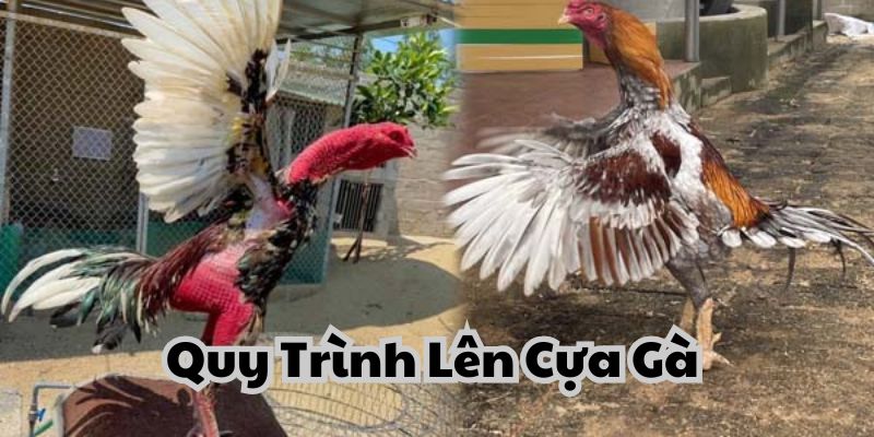 Quy Trình Lên Cựa Gà đơn giản cho người mới chơi